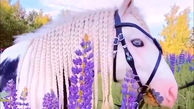 زیباترین اسب را ببینید + فیلم