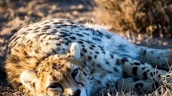 فیلم بازی یوزپلنگ ایرانی با یک خرگوش/ پس از گرفتن خرگوش آن را نمی خورد