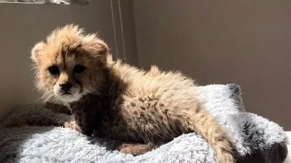 "پیروز" فیله مرغ و گوشت قرمز می خورد