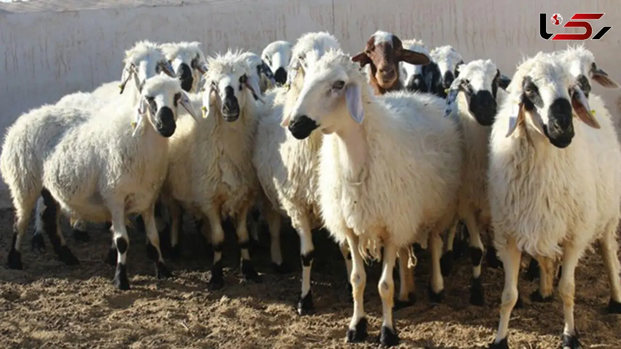 ماجرای دفن گوسفندان چه بود ؟ + جزئیات