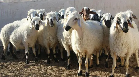 ماجرای دفن گوسفندان چه بود ؟ + جزئیات