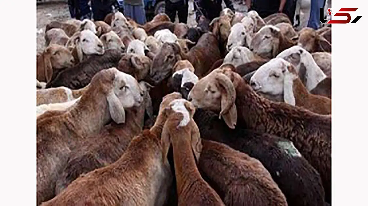 بار ممنوعه این خودروها از قم به تهران نرسید!