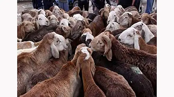 بار ممنوعه این خودروها از قم به تهران نرسید!