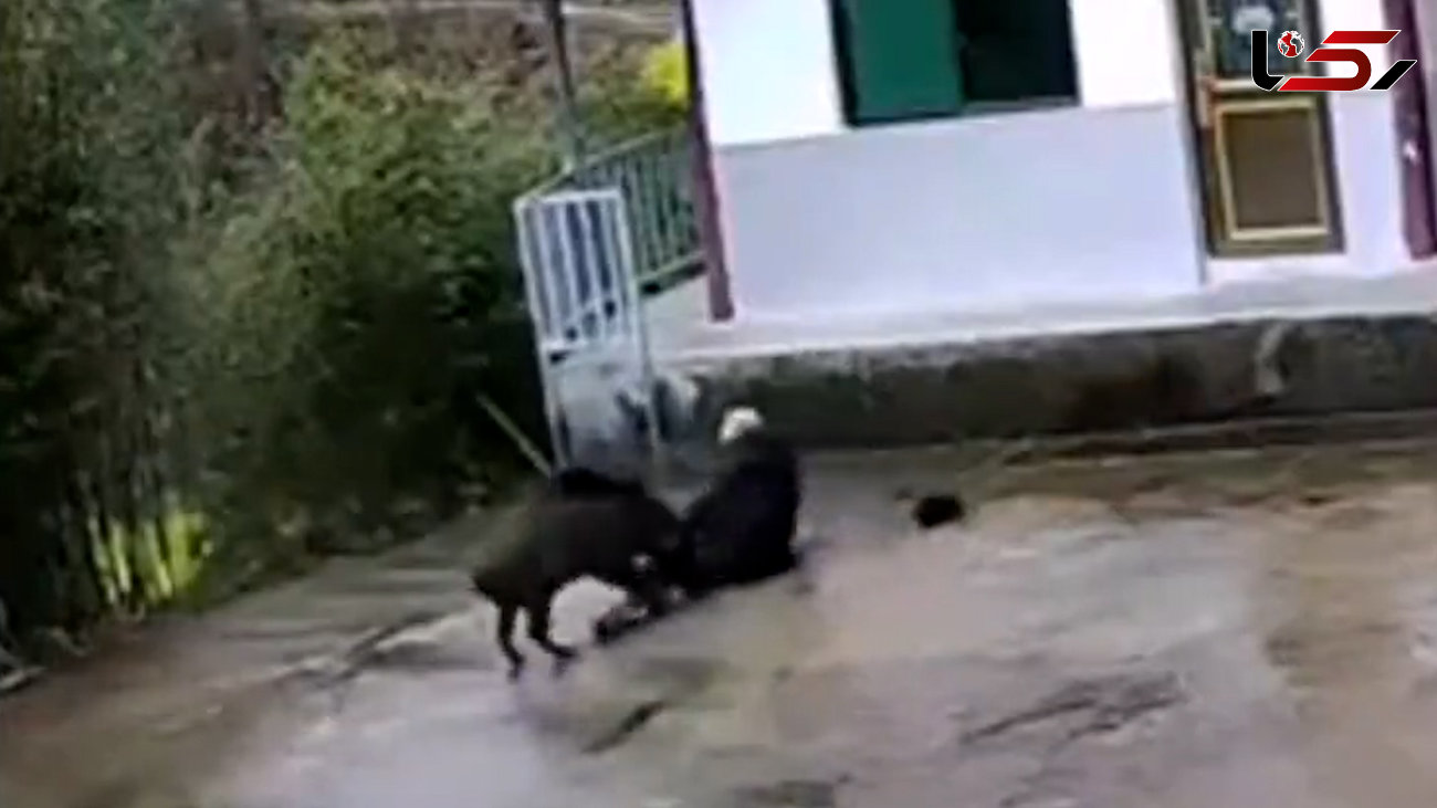 ببینید / حمله گراز وحشی به یک مرد مسن در چین