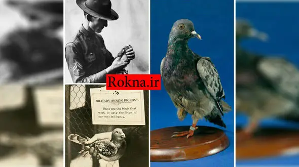 این کبوتر جان 194 نفر را نجات داده است + عکس