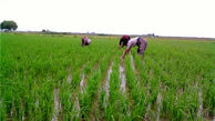  آجرپزی هایی که با آب فاضلاب محل کشت برنج شده است