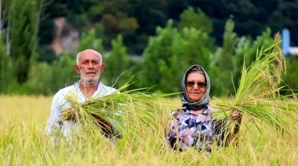 تصاویر باور نکردنی از برداشت مکانیزه برنج در سوادکوه