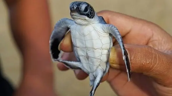 لاک‌پشت‌های دریایی قربانیان ضایعات پلاستیک