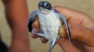 لاک‌پشت‌های دریایی قربانیان ضایعات پلاستیک