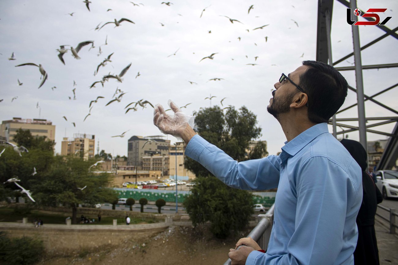 هیاهوی پرندگان مهاجر بر فراز پل سفید اهواز + گزارش تصویری