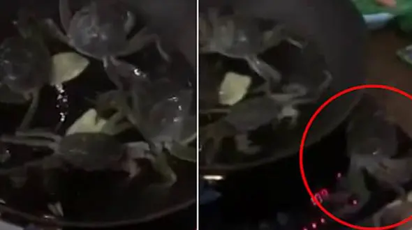 اقدام خرچنگ قهرمان درنجات دوستانش از روغن داغ+فیلم