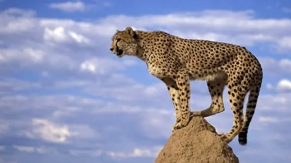 تاثیر 60 درصدی توسعه ناپایدار بر کاهش جمعیت حیات وحش کشور/ تعداد محیط بانان ایران بسیار کمتر از شکارچیان