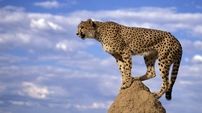 تاثیر 60 درصدی توسعه ناپایدار بر کاهش جمعیت حیات وحش کشور/ تعداد محیط بانان ایران بسیار کمتر از شکارچیان
