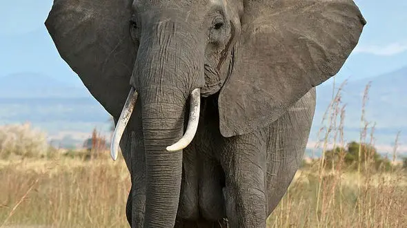 از آب بازی بچه فیل ها تا عقاب از فاصله نزدیک