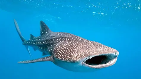 رقص مرد آبادانی روی نهنگ غول پیکر در خلیج فارس