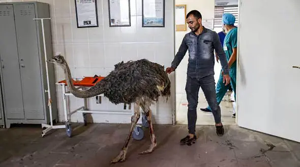 خارج کردن چاقو و فندق از معده شترمرغ ! + عکس ها