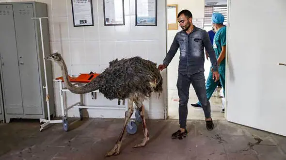 خارج کردن چاقو و فندق از معده شترمرغ ! + عکس ها