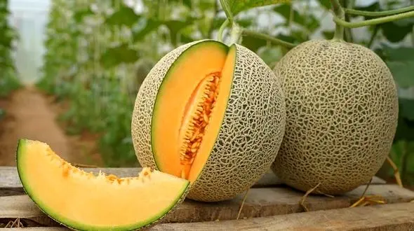 خواص شگفت انگیز ملون که ممکن است باور نکنید