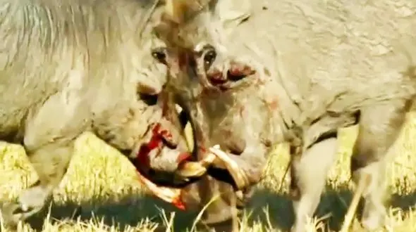 فیلمی از جنگ خونین دو گراز وحشی + فیلم
