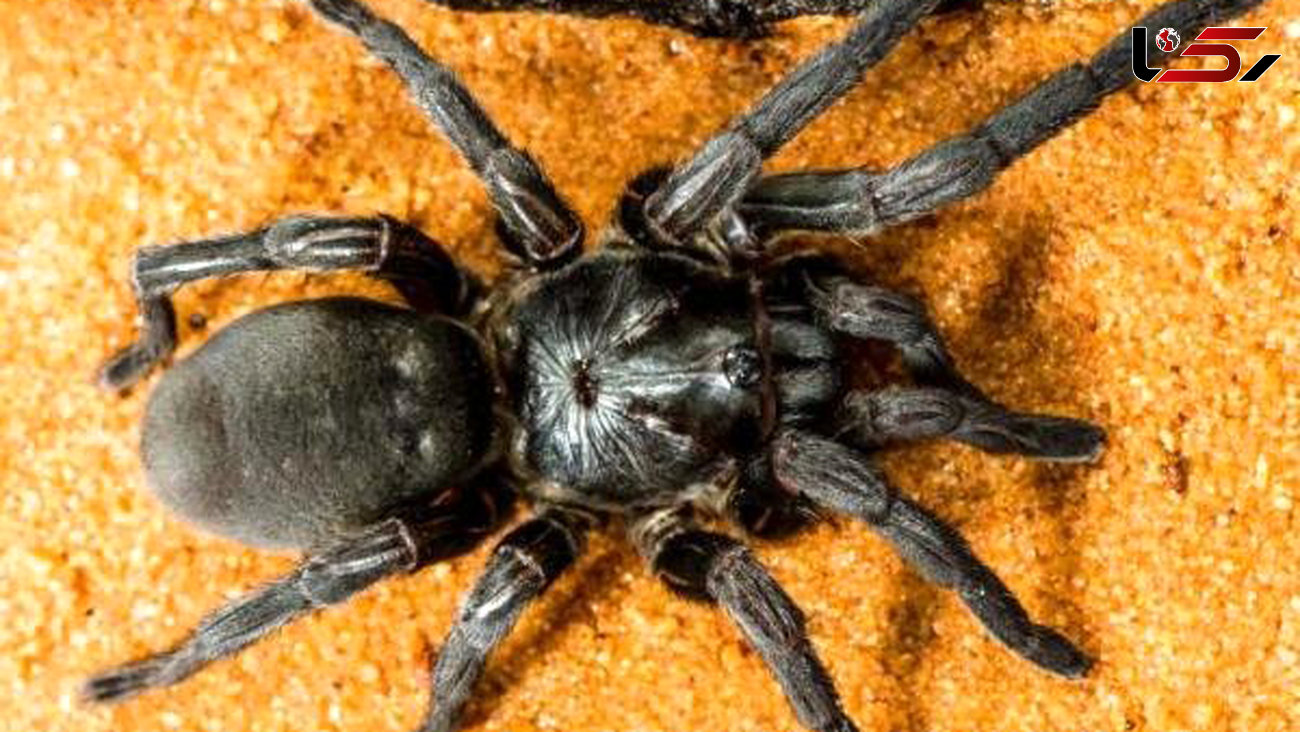 کشف ۵۰ گونه ناشناخته از عنکبوت ها 