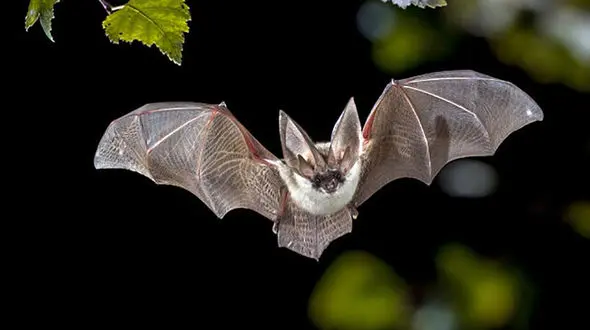 مقاومت خفاش ها در برابر کرونا