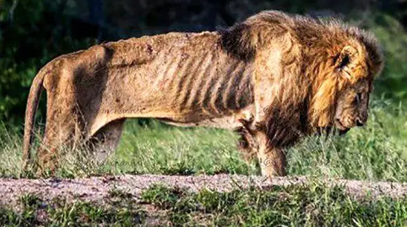 لحظات مرگ شیر پیر + عکس 