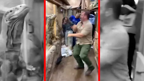 فیلم فرار اژدهای کومودو از محل نگهداری