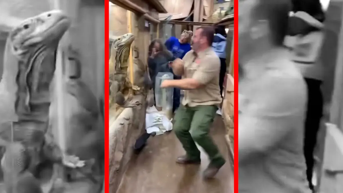 فیلم فرار اژدهای کومودو از محل نگهداری