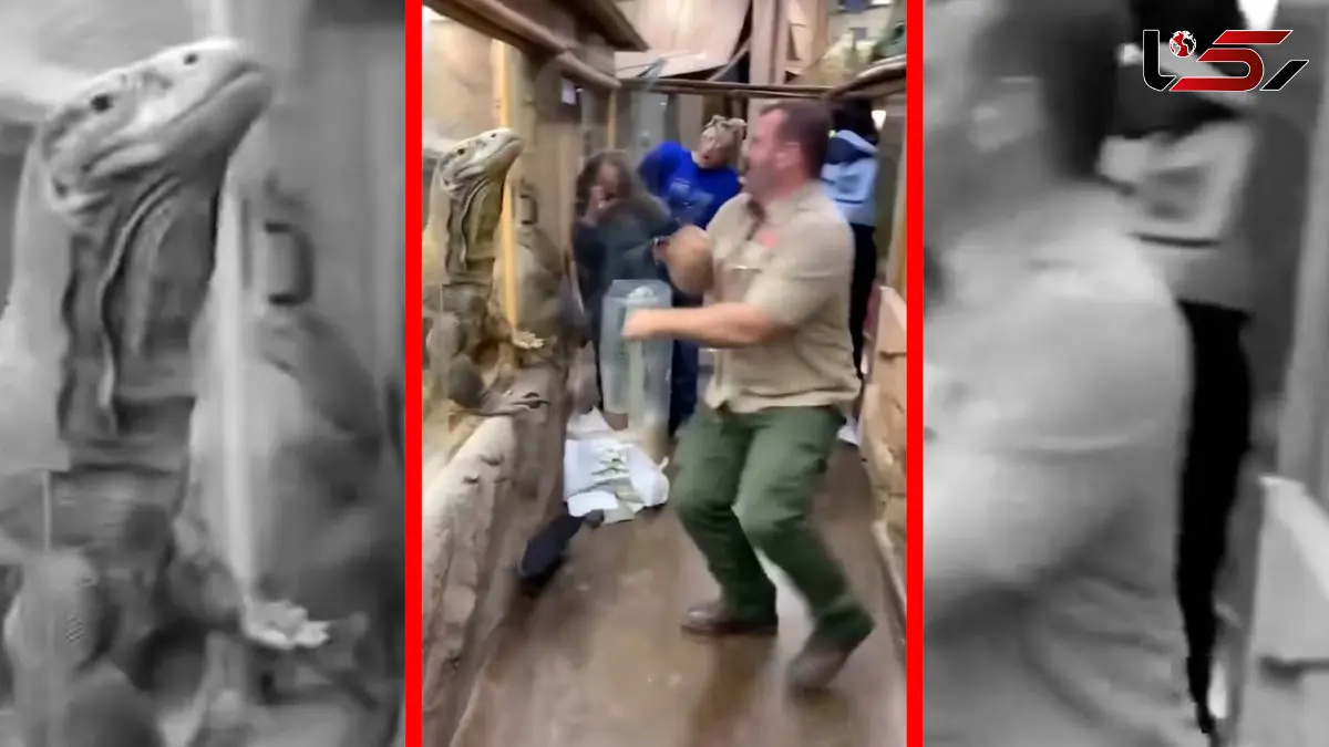 فیلم فرار اژدهای کومودو از محل نگهداری