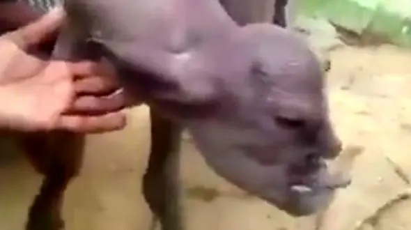 صورت این گوساله‌ شبیه انسان است ! + فیلم