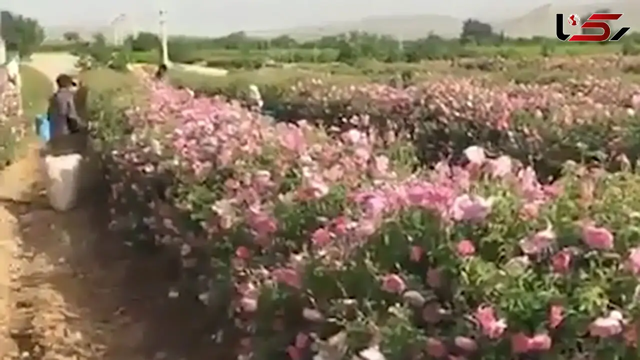 اردیبهشت زیبای میمند در دوران کرونا + فیلم
