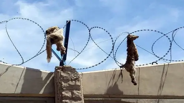 16+ / 5 عکس دلخراش از حیوان آزاری / قالیباف در مجلس چه تصمیمی می گیرد