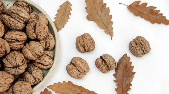 درمان ریزش مو با مصرف گردو