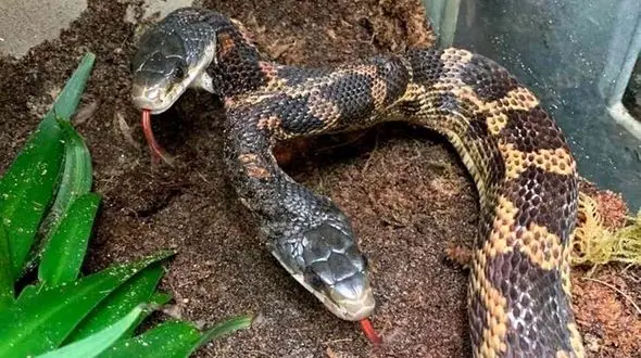 مار دوسر  به نمایش گذاشته شد + عکس