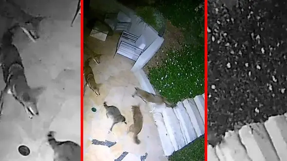 فیلم درگیری شدید راکون تنها با گروه کایوت ها