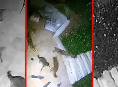 فیلم درگیری شدید راکون تنها با گروه کایوت ها