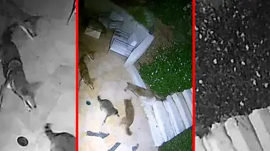 فیلم درگیری شدید راکون تنها با گروه کایوت ها