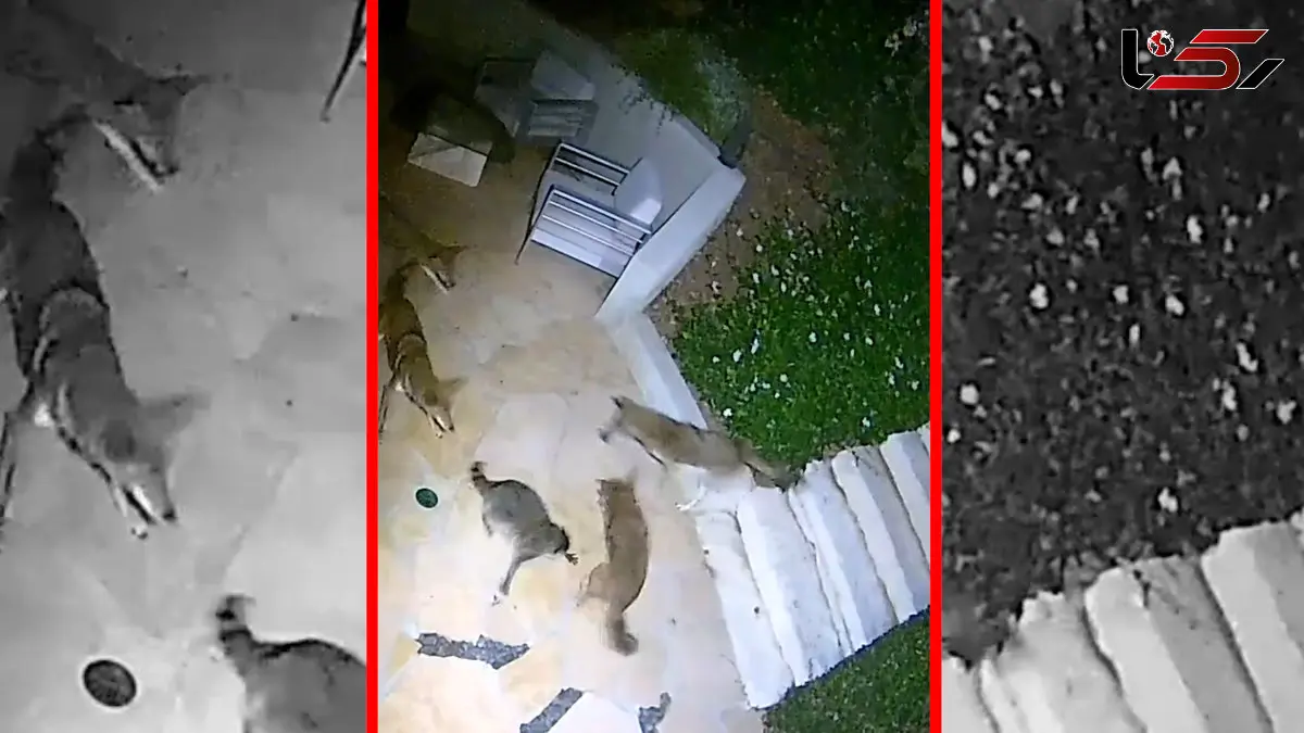 فیلم درگیری شدید راکون تنها با گروه کایوت ها