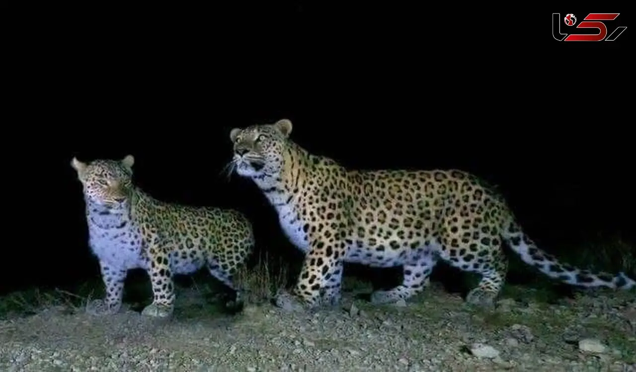 مشاهده 2 پلنگ نر و ماده  برای اولین بار در نیشابور  + عکس 