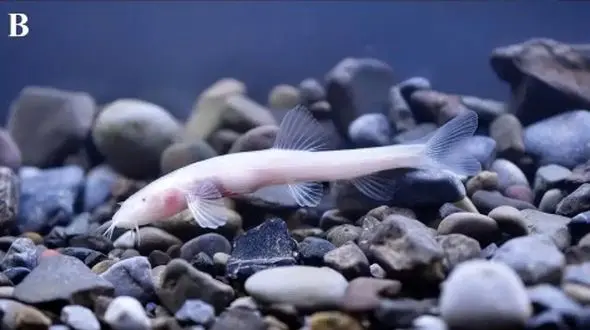 ماهی عجیب و بی‌ چشم؛ کشف دنیایی جدید در غارهای چین!