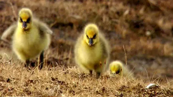 به نوزادان حیات وحش در طبیعت دست نزنید/ آفرود آفت طبیعت شده است