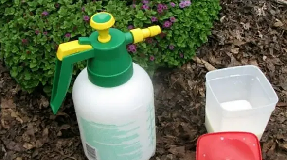 8 کاربرد جالب شیر خوردنی در باغبانی 