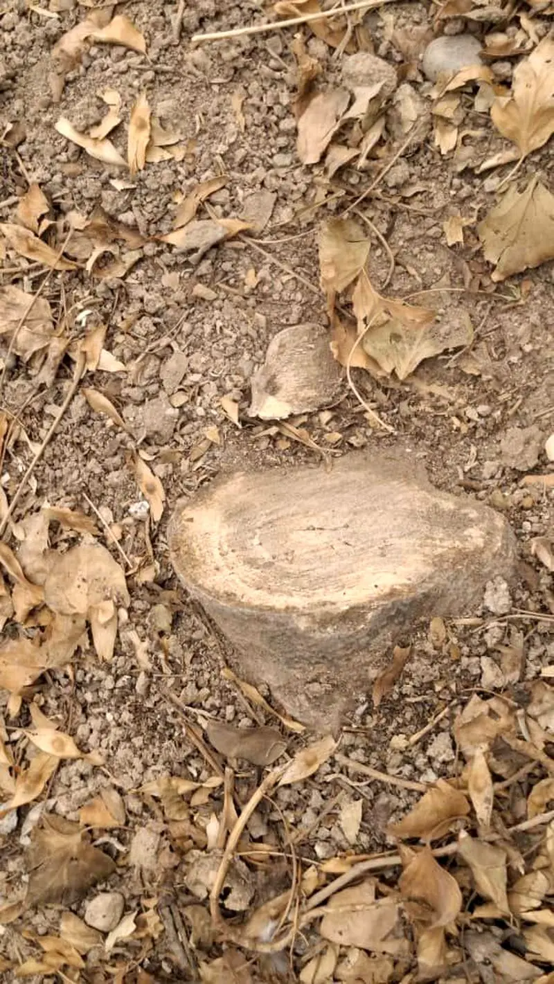 قطع درختان در موزه آبگینه (6)