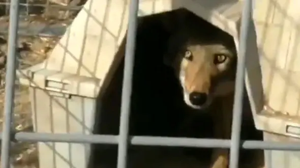 فیلم از شکنجه حیوانات برای استفاده در فیلم‌های سینمایی!