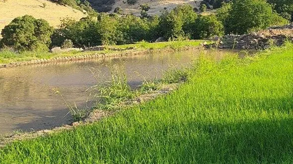 فال ابجد امروز 20 تیر ماه 1405