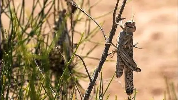 ملخ صحرائی به مازندران نمی رسد