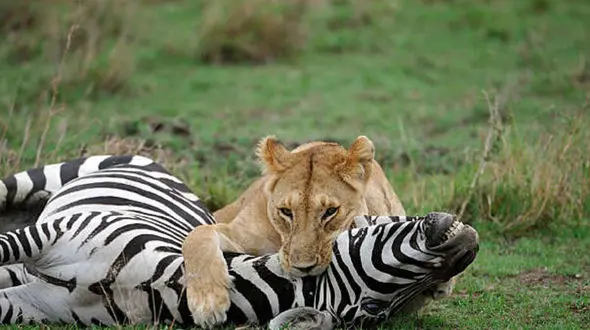 عکس های شکار یک گورخر توسط ماده شیر ! / شیر نر فقط تماشاچی بود !