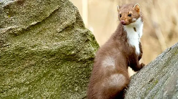 نجات سمور اسیر در خانه مسکونی صومعه سرا