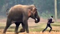 فیلم / مرگ وحشتناک یک مرد پس از حمله بی رحمانه فیل