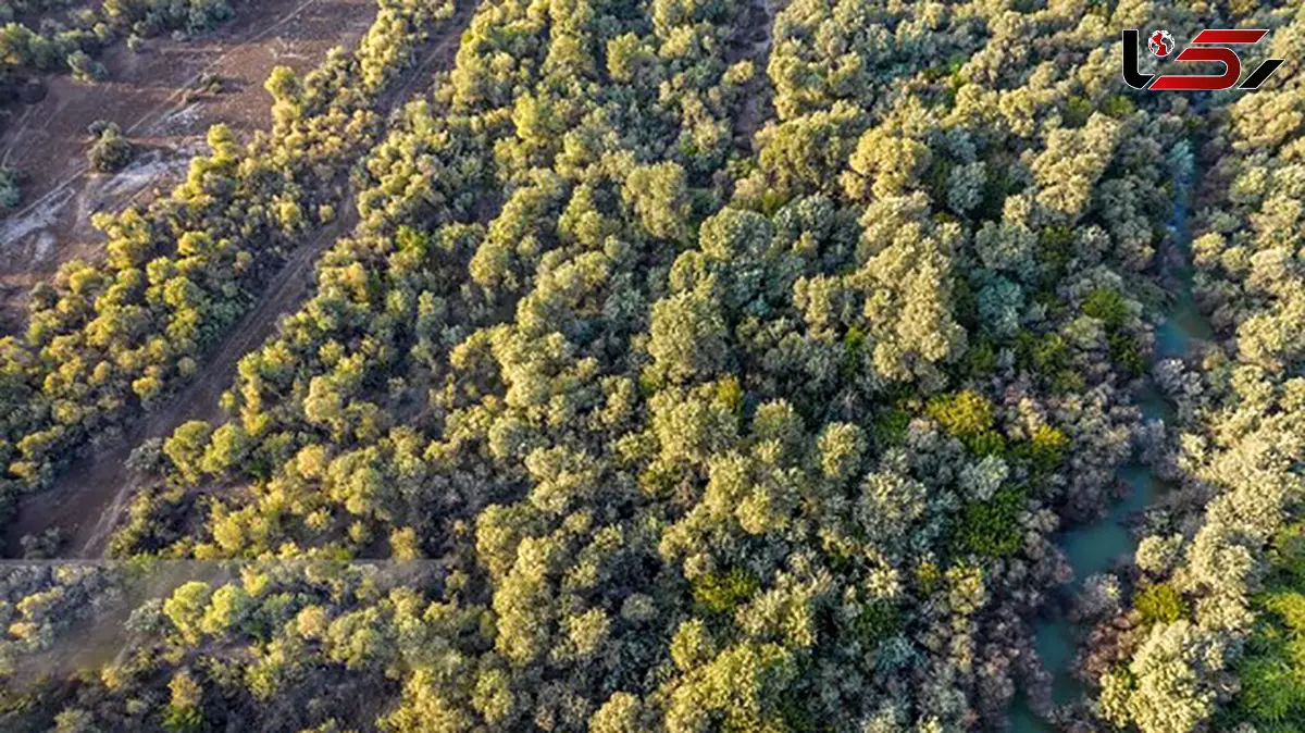 اراضی تصرف‌شده منطقه «دز» به طبیعت بازمی‌گردد